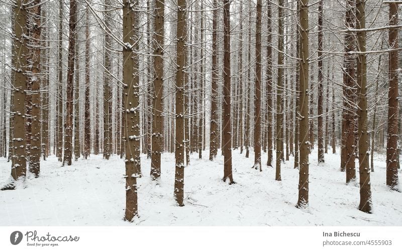 Kiefer Baumstämme stehen  parallel im Schnee, komplett ohne Laub. kiefern laublos schnee winter paralell weiß rötlich jahreszeit kalt Monochrom Natur Frost