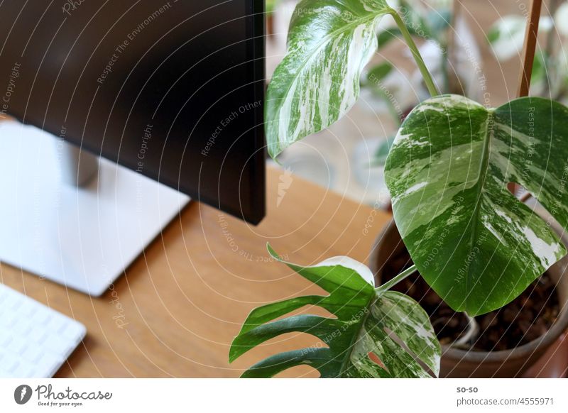 Arbeitstisch mit Bildschirm, Tastatur und seltener Pflanze Monstera Variegata Albo. Arbeitsplatz Lebenstil zuhause Monstera deliciosa monstera albo remote
