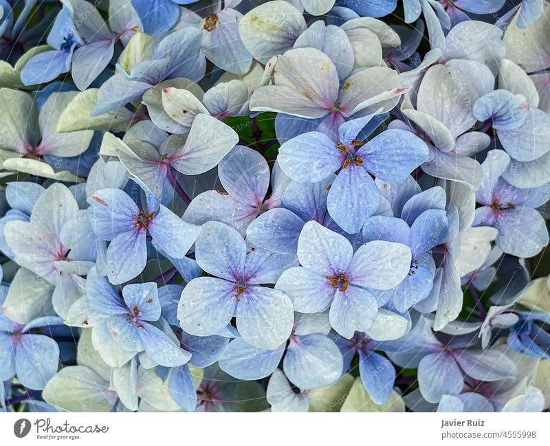 Nahaufnahme von bläulichen Hortensien, blauer Blumenhintergrund, natürliches Muster, florale Textur, horizontal geblümt weiß Hintergrund abschließen Natur