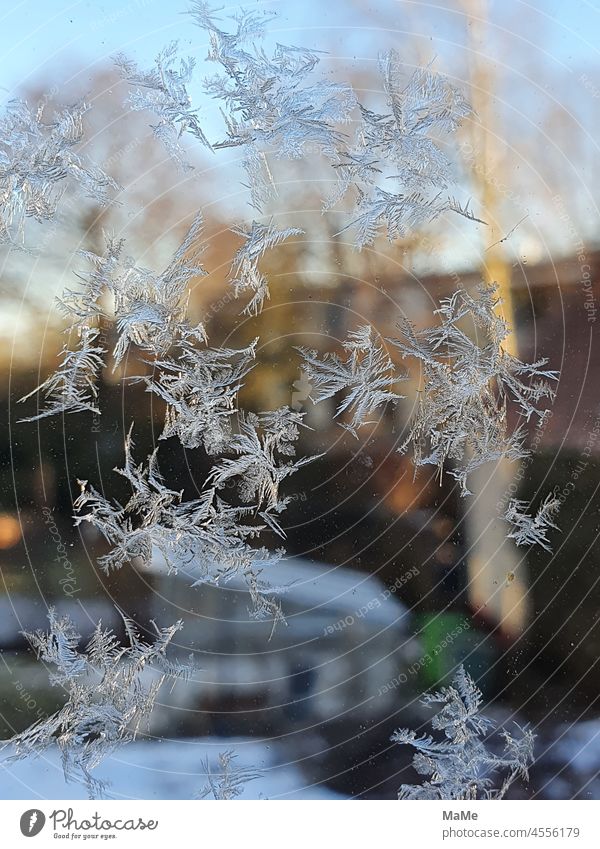 Eisblumen am Fenster Eiskristalle Schneeflocke Stern Kristalle Frost eisig Kälte Winter gefroren kalt Wetter Natur