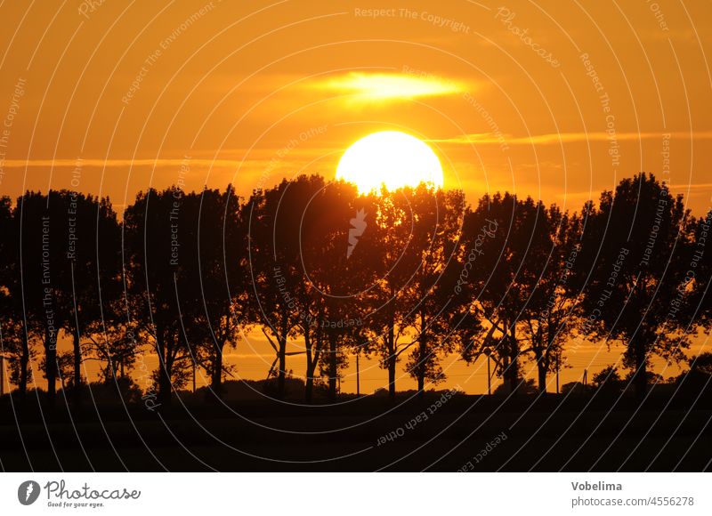 Baumreihe bei Sonnenuntergang bäume natur himmel abend abends abendhimmel dämmerung abenddämmerung landschaft sonne norddeutschland abendsonne pittoresk allee