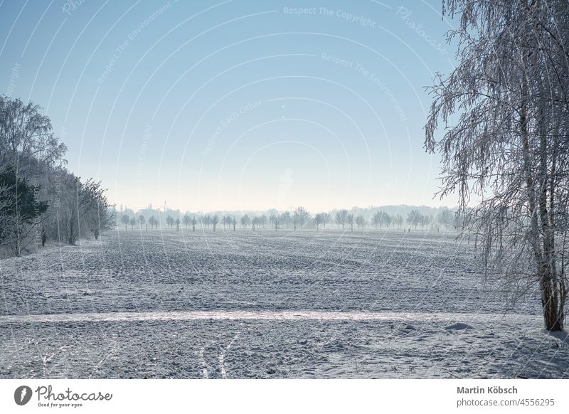 Winterlandschaft mit Bäumen und Feld in frostig kalter Weihnachtszeit. Himmel Tanne Schnee Birke Saison heimwärts Landschaft weit Eis Weg Panorama Wald blau