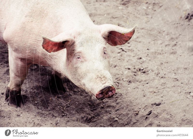 Cochon Tier Nutztier Tiergesicht 1 niedlich Schwein Sau Freilandhaltung Biologische Landwirtschaft Schweineohr Schweinschnauze Glücksschwein Glücksbringer