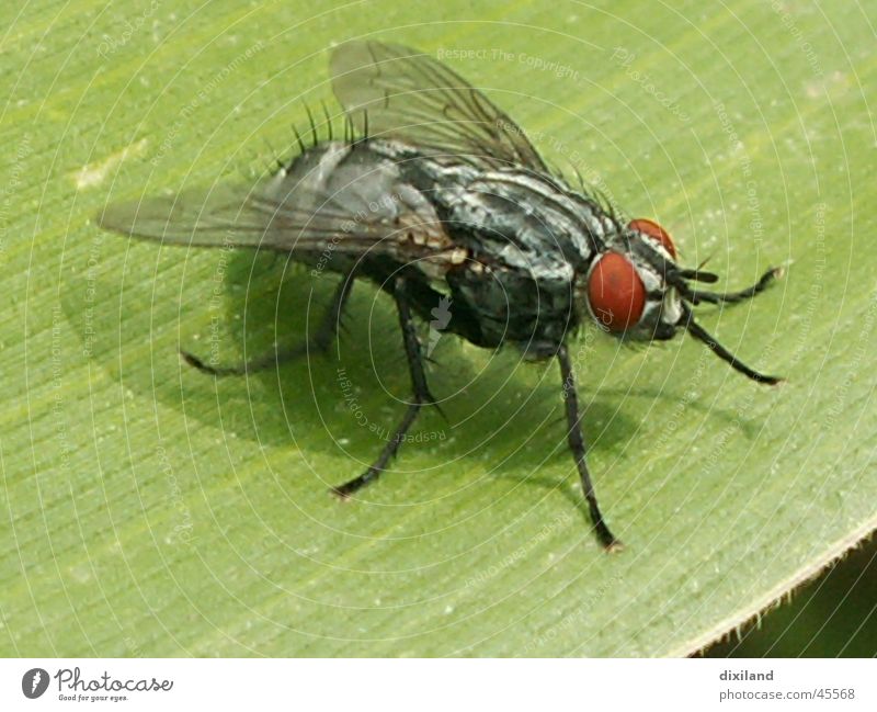 Landebahn Maisblatt Insekt Fliege Makroaufnahme freie Natur