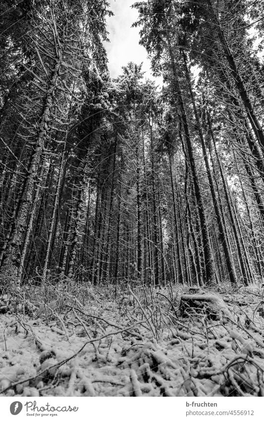 Bäume mit Schnee, Winterwald, Blick nach oben Wintertag Winterstimmung kalt Natur Wald Schneelandschaft Winterlandschaft schwarzweiß Boden baumstämme Frost