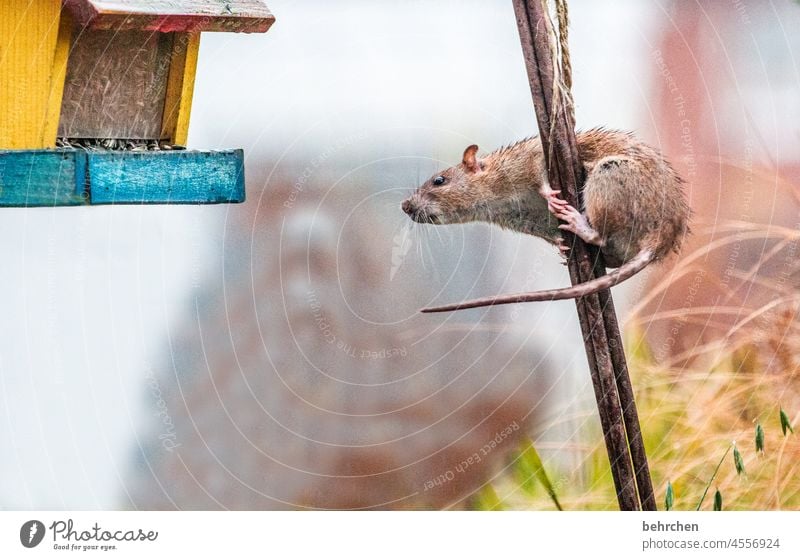 futterdieb Maus Ratte Nagetiere Natur Wildtier klein frech Garten beobachten Neugier Außenaufnahme Menschenleer niedlich Tierliebe Farbfoto Tiergesicht