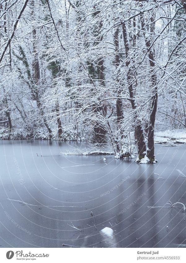 Winterlandschaft am See mit Bäumen Eis Natur Schnee kalt Frost gefroren frieren Außenaufnahme Menschenleer Winterstimmung Jahreszeiten Kälte Wintertag Wetter