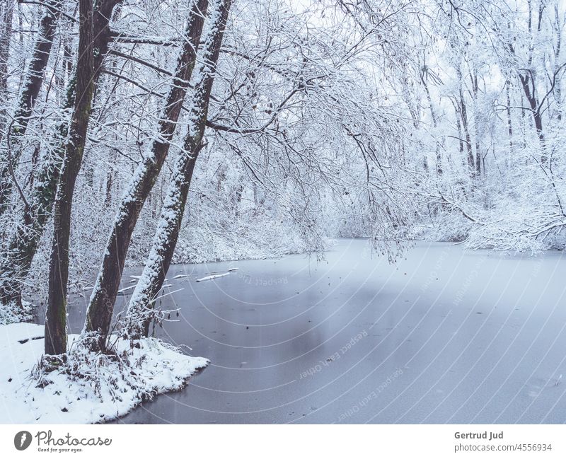 Winterlandschaft am fast zugefrorenen See mit Bäumen Eis Natur Schnee kalt Frost frieren weiß Außenaufnahme Menschenleer Farbfoto Winterstimmung Seeufer