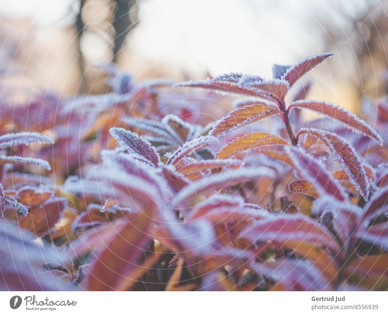 Morgenfrost auf bunten Blättern Eis Frost Herbst Herbstfarben Natur Pflanze Raureif kalt Winter gefroren Eiskristall frieren Nahaufnahme Außenaufnahme