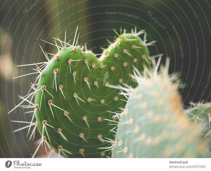 Grüner, herzformiger Kaktus Blume Blumen und Pflanzen Herbst Herbstfarben Natur Herz herzförmig stachelig Stachel Stacheln Unschärfe Farbfoto grün Nahaufnahme