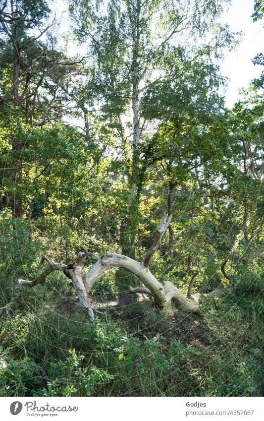 Verwitterter geschwungener Baum im Wald Baumstumpf verwittert alt Bäume Birke Kiefer Mischwald Natur Menschenleer Außenaufnahme Landschaft Umwelt Farbfoto
