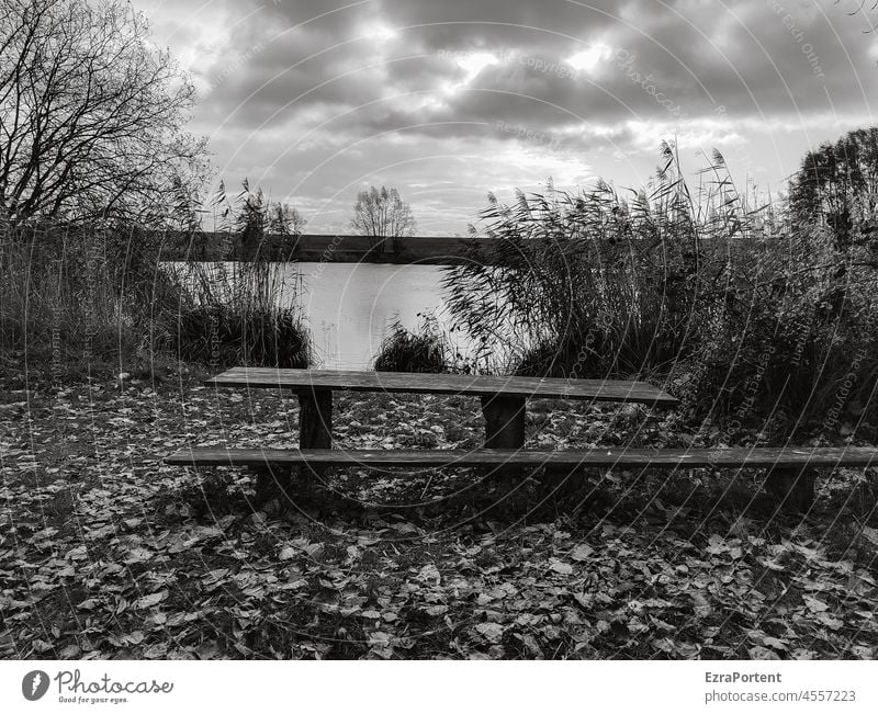 Rastplatz See Bank Tisch Erholung Natur Ruhe Landschaft Baum Schilf Himmel Wolken ruhig Schwarzweißfoto schwarz Menschenleer Seeufer