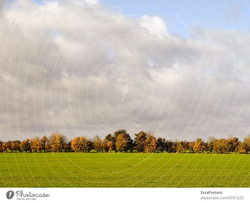 Reihe Landschaft Wald Baum Feld Himmel Wolken Herbst Natur Umwelt Wiese grün Gras Textfreiraum oben Allee