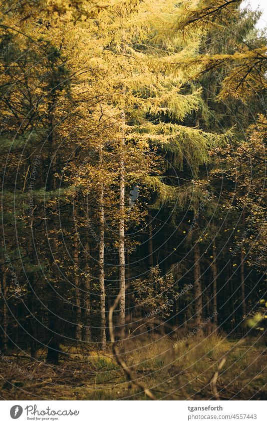 Herbst im Wald Nadelbaum Laubbaum junger baum Menschenleer Landschaft Tag Farbfoto grün Außenaufnahme Natur Pflanze Umwelt Blatt gelb Baum mehrfarbig herbstlich