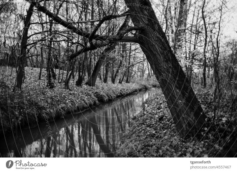 Bäume über einem Kanal Reflexion & Spiegelung Landschaft Natur Wasser Menschenleer Emsland Herbst Umwelt ruhig Außenaufnahme Wasseroberfläche Wald Tag friedlich