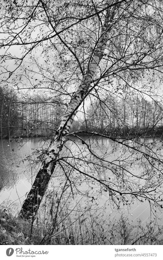 Birke am See Baum Winter Außenaufnahme Landschaft Tag Menschenleer Seeufer Wasser Herbst ruhig Idylle Pflanze Sträucher Natur Umwelt