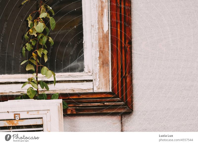 Ausschnitt eines alten Gartenschuppens, den die Natur zurückerobert Schuppen Fenster kaputt marode Spinnenweben Gespinst abblätternde Farbe grün wuchern Verfall
