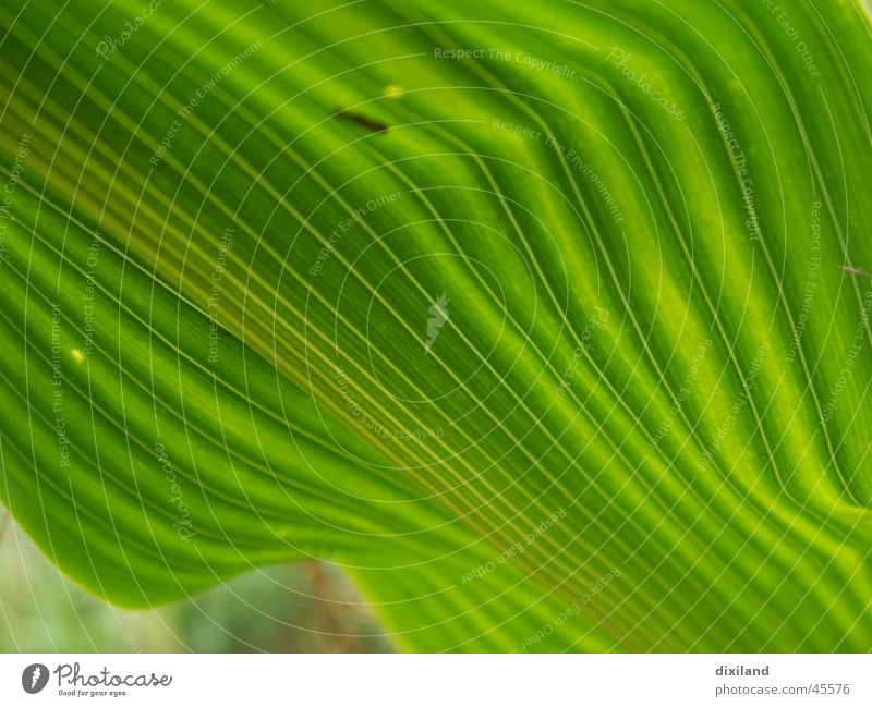 ein Knick in der Optik Blatt Feld Landwirtschaft Sommer Furche Schatten grün diagonal Mais Pflanze Makroaufnahme