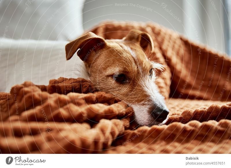 Hund faulenzt auf Couch Haustier niedlich Liege entspannt schlafen aussruhen Schlafzimmer gemütlich Tier Säugetier Eckzahn Blick bezaubernd Appartement schön