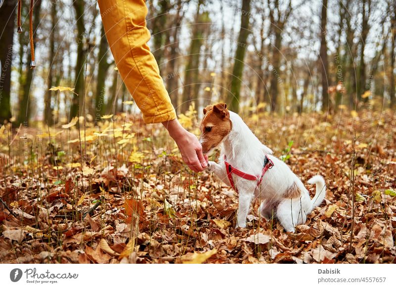 Frau mit Hund Spaziergang im herbstlichen Park Herbst Natur im Freien Haustier Blatt Futter Saison Tier züchten Eckzahn heiter Begleiter tagsüber heimisch