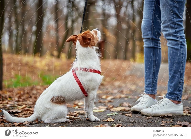 Frau mit Hund Spaziergang im herbstlichen Park Herbst Natur im Freien Haustier Blatt Saison Tier züchten Eckzahn heiter Begleiter tagsüber heimisch Freund