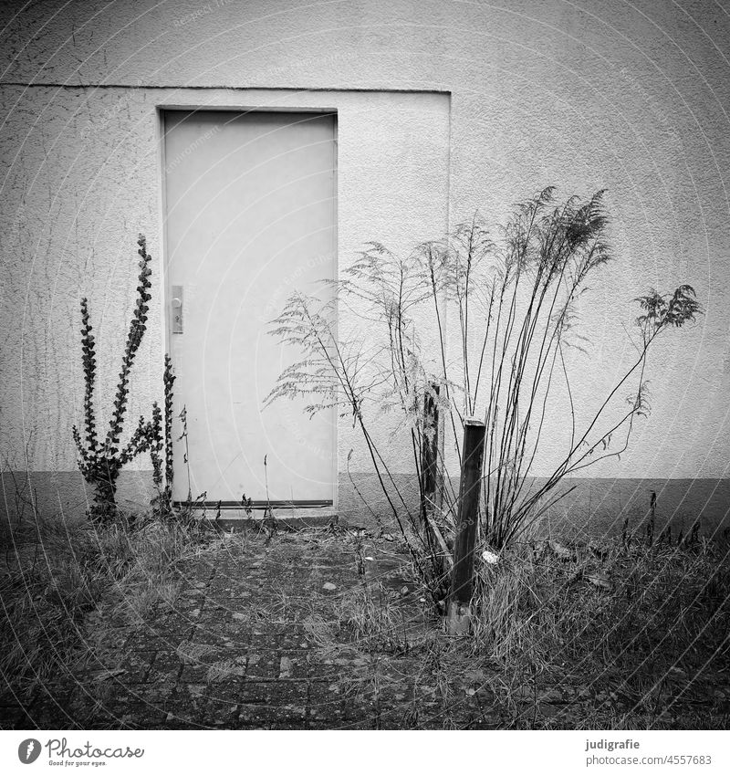 Hintertür Tür bepflanzt Pflanzen Gras Unkraut grau Wand Gebäude Haus Fassade Eingang trist alt geschlossen Ausgang Quadrat Schwarzweißfoto