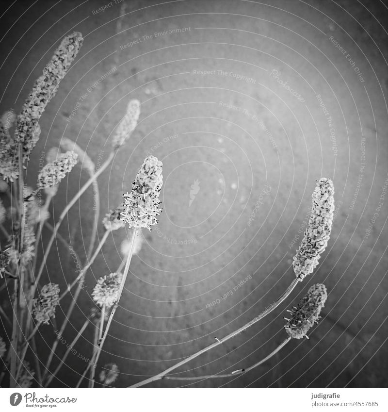Gras im Quadrat Blütenstand rispe Ähre Wand Licht zart grau Schwarzweißfoto Stengel wachsen Pollen Halm weich
