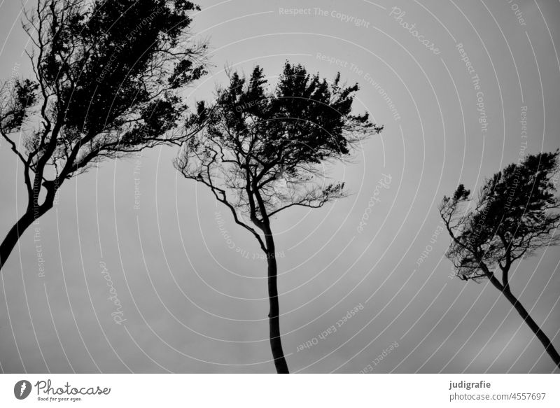 Windflüchter am Darßer Weststrand Himmel Baumkrone Bäume Küste Ostsee Fischland-Darß-Zingst Nationalpark Vorpommersche Boddenlandschaft Natur Meer Idylle