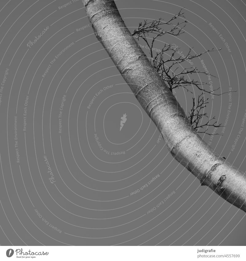 Ast einer Buche mit Textfreiraum Baum Schwarzweißfoto silbrig silber Zweige u. Äste Baumrinde grau Detailansicht Strukturen & Formen Natur Baumstamm Himmel