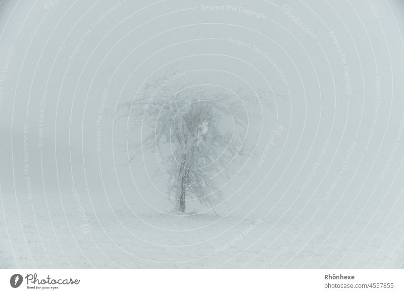 Schneebedeckter Baum im dichten Nebel Winter kalt Natur Außenaufnahme Landschaft Umwelt weiß Frost Wetter Menschenleer Tag Gedeckte Farben grau Einsamkeit