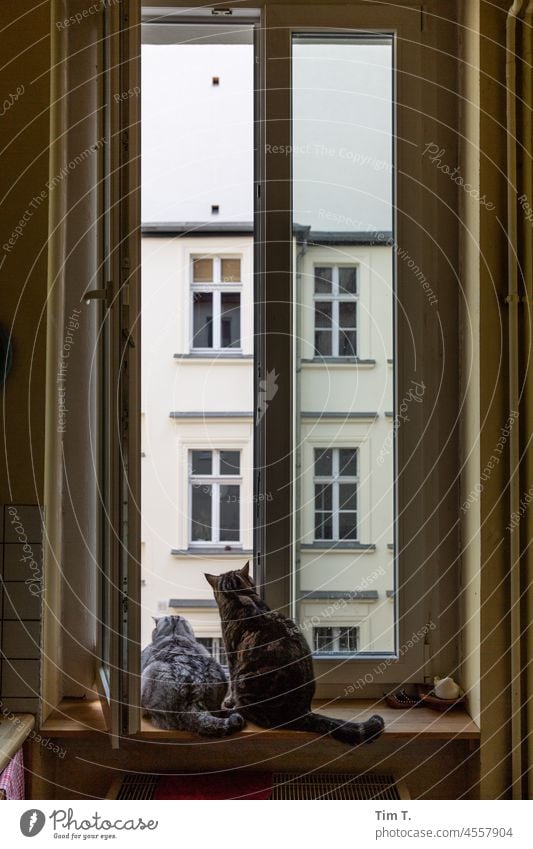 Zwei Katzen sitzen am offenen Fenster und blicken in den Hof Berlin Prenzlauer Berg Kater Geschwister Hinterhof Innenhof Altbau Farbfoto Menschenleer Stadt