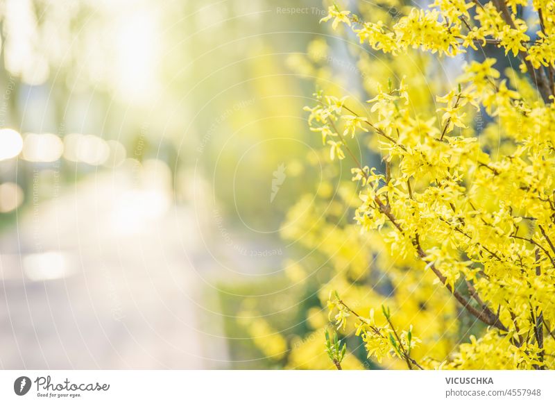 Gelbe Forsythienblüte mit unscharfem Straßenhintergrund und natürlichem Licht. Frühling in der Stadt mit gelb blühendem Baum. Vorderansicht. Forsithie Blüte
