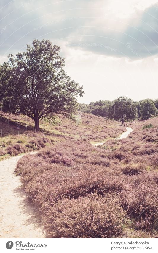 Naturgebiet Veluwe mit lila Heidekrautfeldern in den Niederlanden purpur Landschaft Sträucher Weg Baum