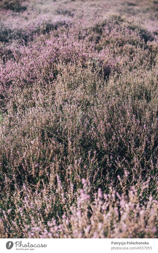 Nahaufnahme von blühenden violetten Heidesträuchern im Spätsommer Heidekraut purpur Pflanze Sträucher Natur Veluwe