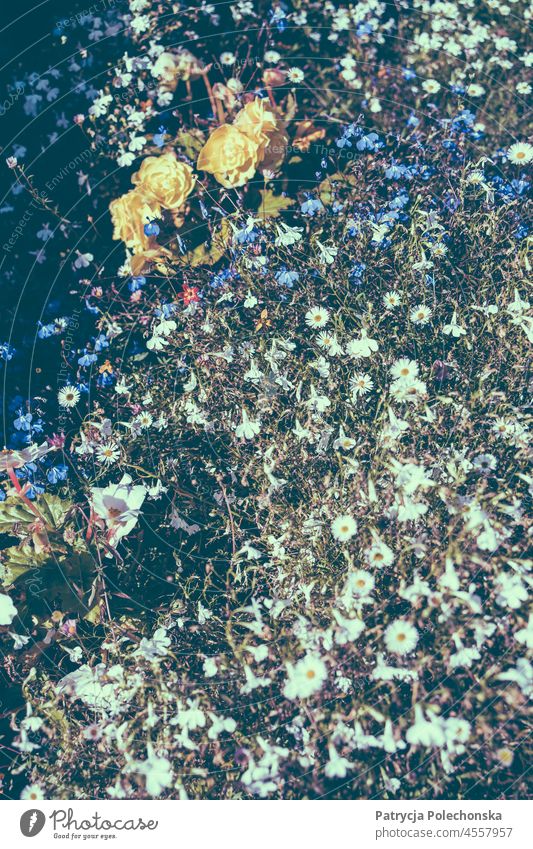 Blühende Blumen im Spätsommer Hintergrund in blauen Farbton geblümt trocknen getrocknet Sommer Überstrahlung Natur