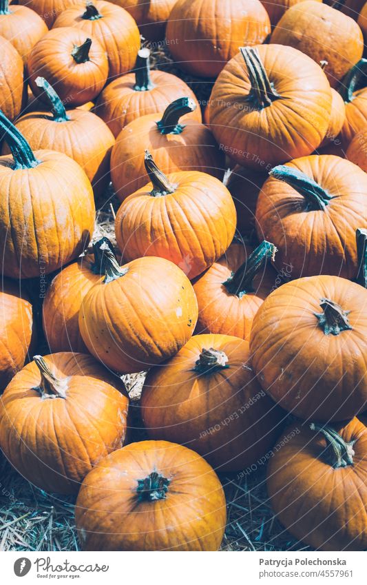 Ein Haufen Kürbisse, die auf einem Haufen übereinander liegen Halloween viele Herbst fallen orange