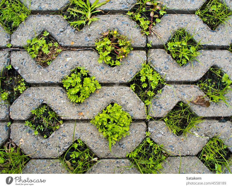 Kleine Pflanzen im Weg Ziegel Gras Hintergrund grün Stock Klotz Muster im Freien Boden Fußweg Textur weiß urban Konstruktion Oberfläche Straße rau Baustein