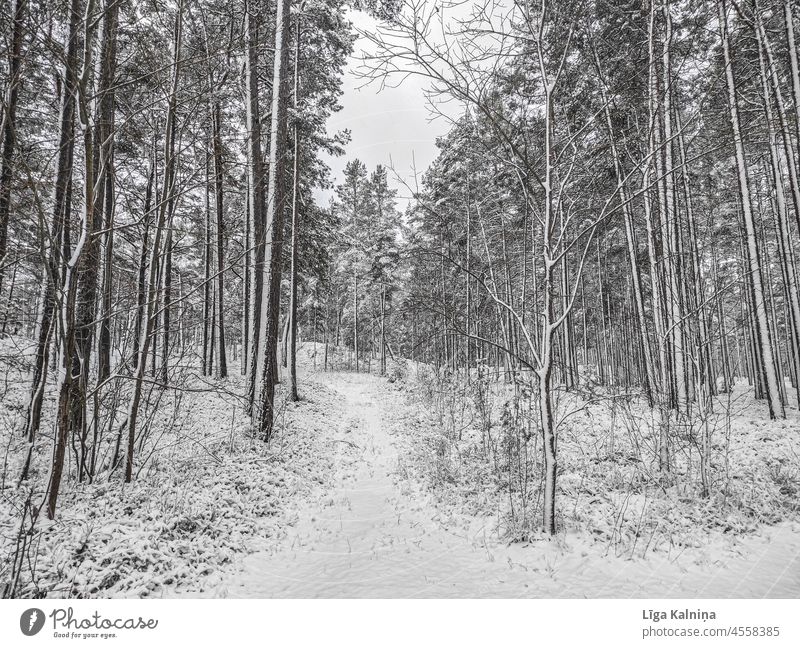 Winterlandschaft mit Bäumen Winterstimmung Wintertag Winterwald Winterspaziergang Wald Landschaft Natur Schnee kalt Frost Umwelt weiß Baum Schneelandschaft