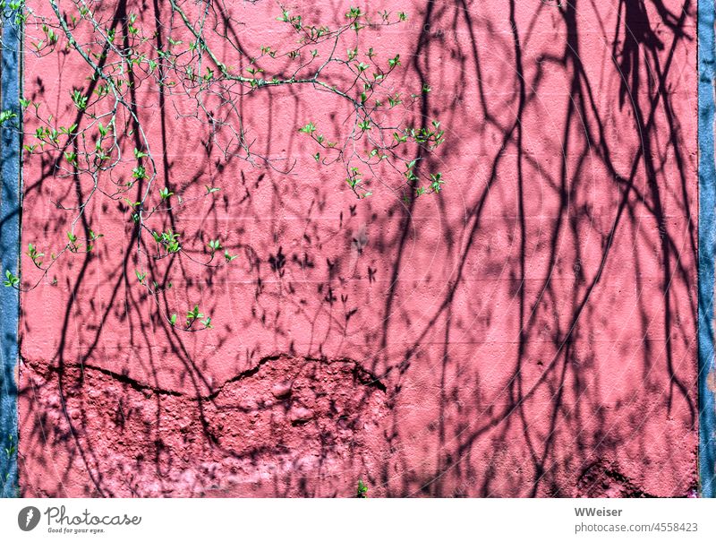 Zarte Schatten eines frühlingsfrischen Baumes an einer hellroten Wand Laub Frühling Anfang Muster Mauer rosa alt zart fein grün sprießen jung Blätter Pflanze