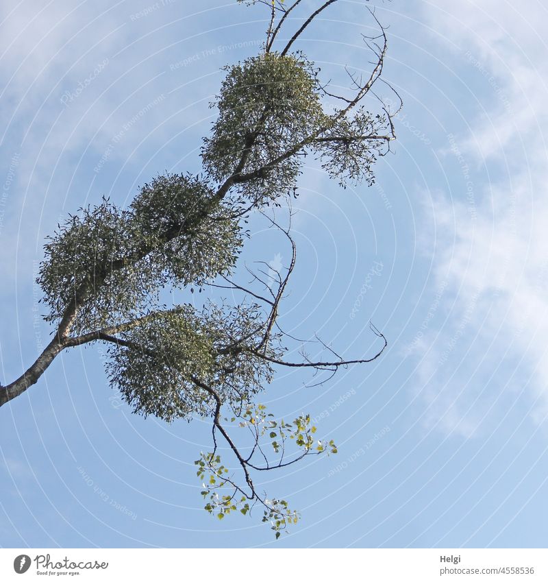 Teil eines hohen Baumes, der mit Misteln bewachsen ist Zweig Büschel weißbeerige Mistel Viscum album Halbschmarotzer Donnerbesen Druidenfuß Hexenbesen