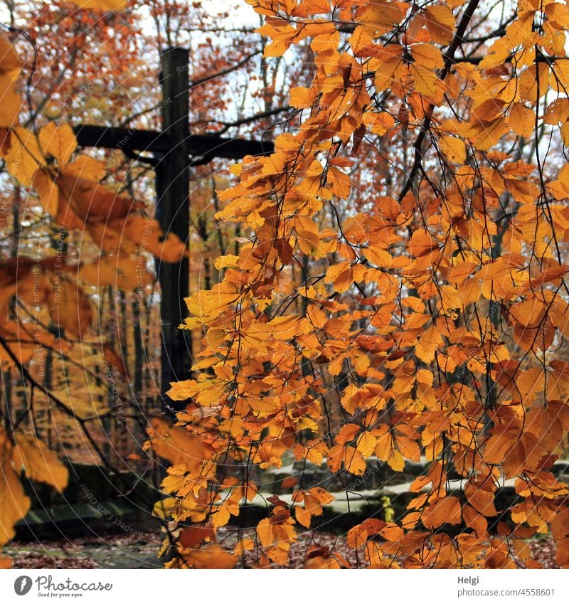 Kreuz im herbstlichen Buchenwald , Reste einer historischen Klosterruine Wald Herbst Jostbergkloster Teutoburger Wald Grundmauern Baum Laub Blätter