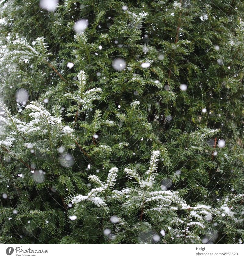 Schneeflöckchen ... - Tanne im Garten, leicht mit Schnee bedeckt. Schneeflocken fallen. Winter Tannenbaum Schneefall schneien Winterstimmung Flocken Kälte kalt