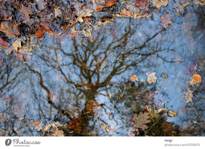 surreal | kahler Baum vor blauem Himmel spiegelt sich in einer Pfütze mit Herbstlaub Spiegelung Blätter Laub Herbstfärbung Sonnenlicht schönes Wetter Wasser