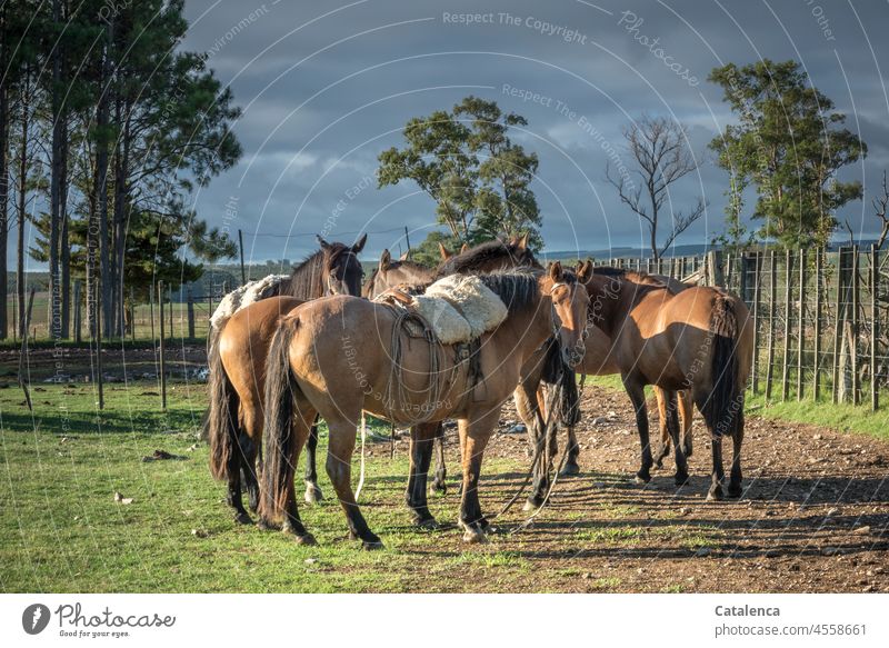 Wartend stehen gesattelte und umgesattelte Pferde in der Koppel Landwirtschaft Himmel Gräser Wiese Tierhaltung Tag Braun Tageslicht Grün Umwelt Landschaft Natur