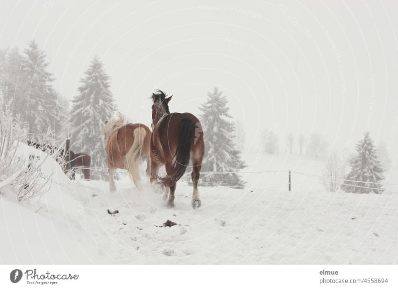 Zwei Pferde galoppieren in Richtung der Tannen im Bildhintergrund über die verschneite Koppel / Winter Winterstimmung Schnee Nadelbäume diesiges Wetter