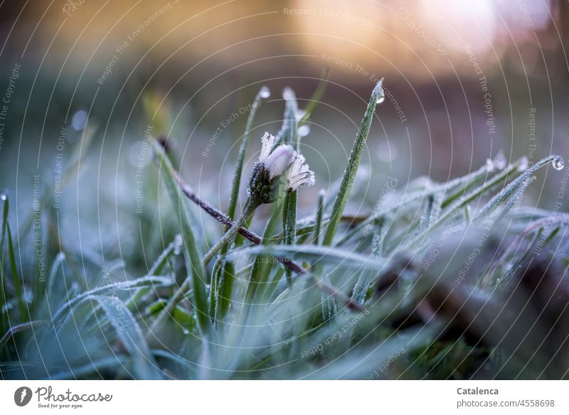 Frostiger Morgen auf der Wiese Gänseblümchen Grashalme Stimmung Winter erstarren Eis Kälte kalt Raureif winterlich Blüte Pflanze Blume Flora Garten Tag
