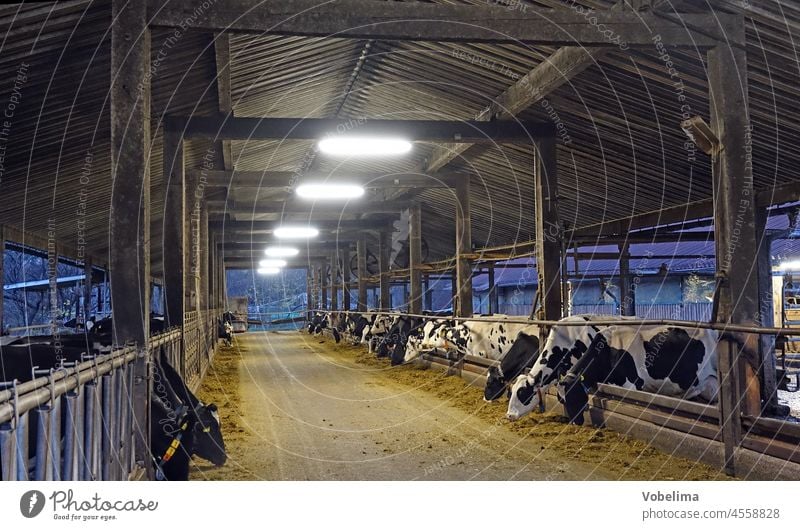 Kuhstall kuhstall bauernhof farm landwirtschaft kühe rind rinder milchvieh tier tiere agrar agrarwirtschaft abend licht beleuchtung milchwirtschaft