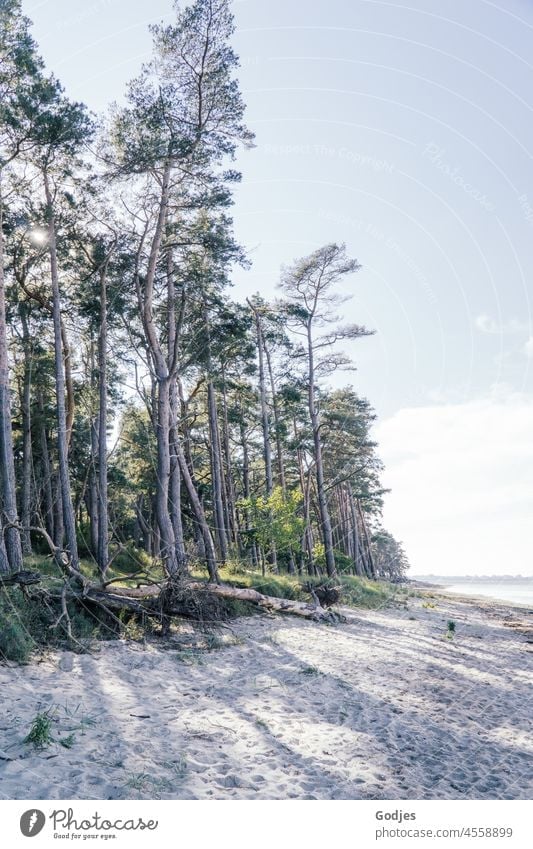 Bäume am Strand bei schönem Wetter Natur Ostsee Himmel Küste Meer Landschaft Ferien & Urlaub & Reisen Erholung Baum Idylle Sand Mecklenburg-Vorpommern Tourismus