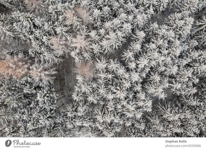 Winterliche Nadelbäume aus der Vogelperspektive, authentischer Winterhintergrund. Baum von oben nach unten Dröhnen weiß Wald natürlich wirklich Antenne