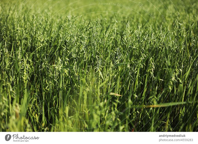 Aufnahme eines grünen Weizenfeldes im Sommer. Weizen ist ein Gras, das wegen seiner Samen angebaut wird. Getreide ist ein kleiner, harter, trockener Samen, der für den menschlichen und tierischen Verzehr geerntet wird.